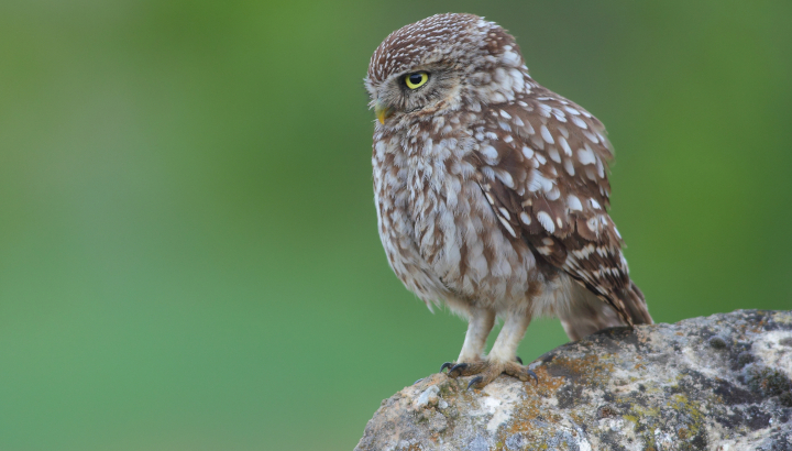 La chouette au regard sévère